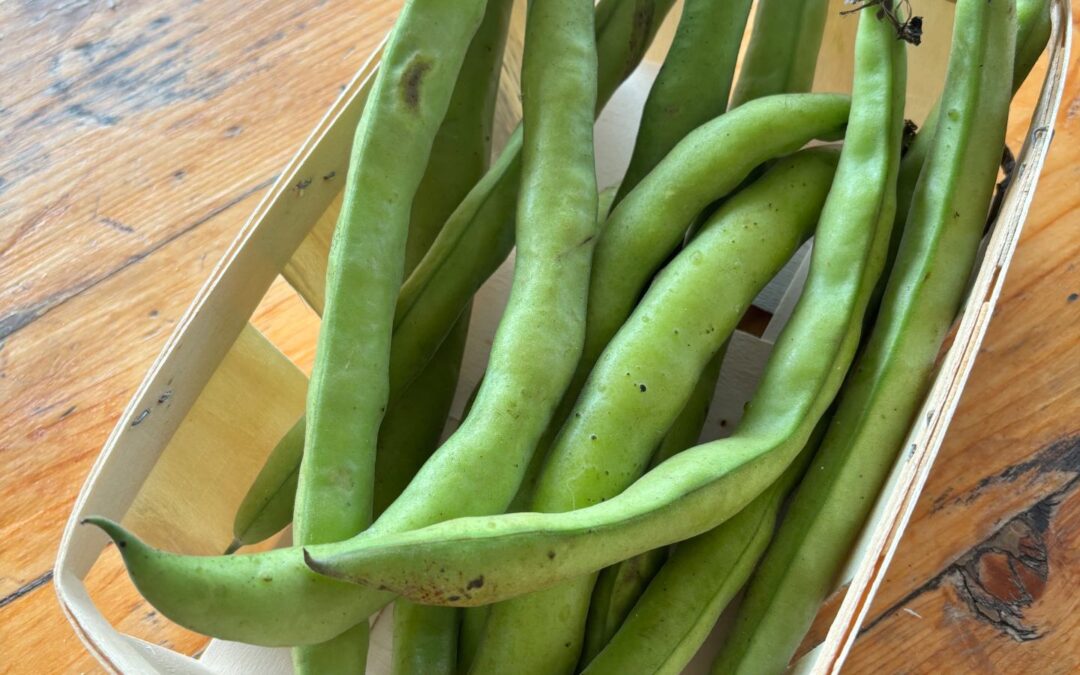 Salade de fèves fraîches