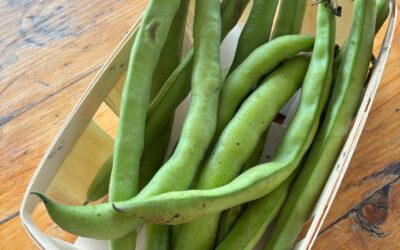 Salade de fèves fraîches