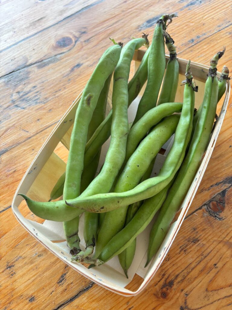 Salade de fèves fraîches